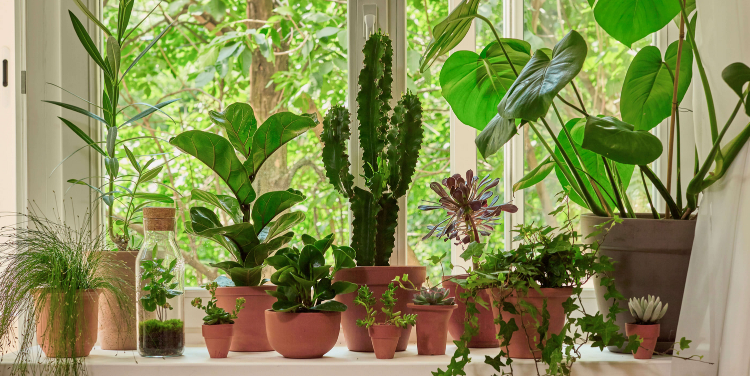 [journal.tinkoff.ru] [Т—Ж] Как озеленить дом (2021_0.png